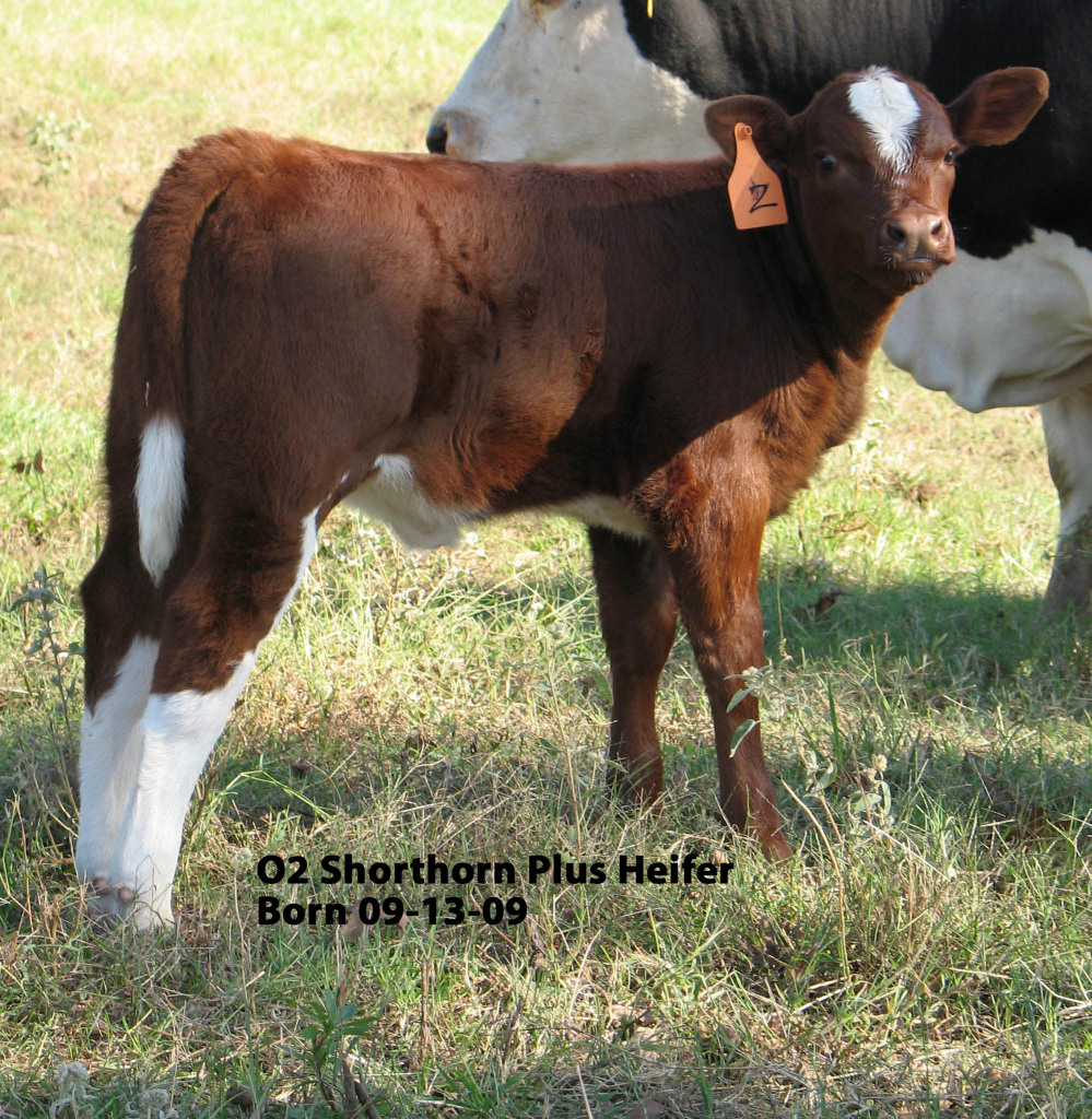 Shorthorn Cattle